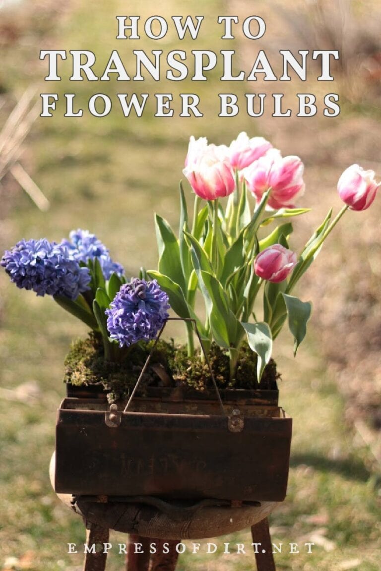 How to Transplant Flower Bulbs While They Are Growing