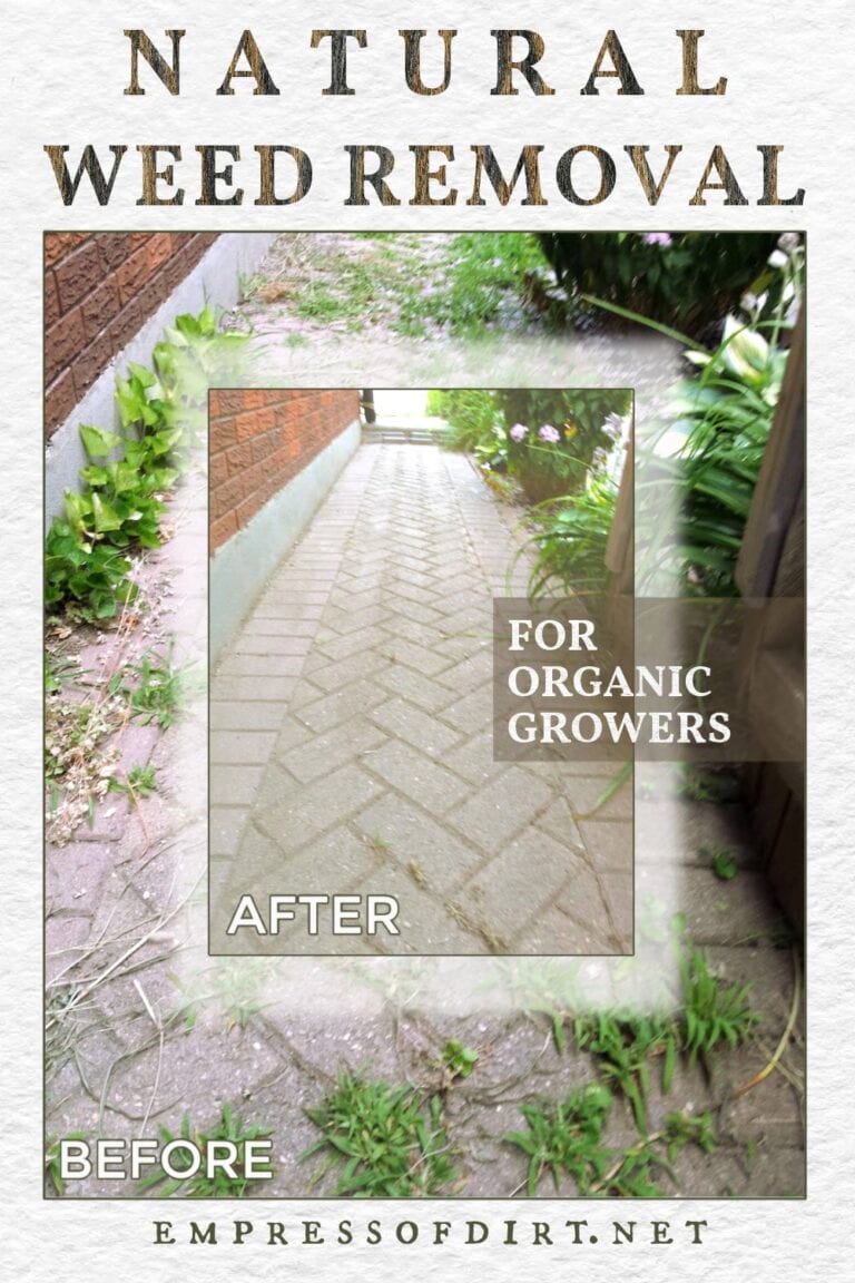 How to Remove Weeds Between Bricks (Without Herbicides) — Empress of Dirt