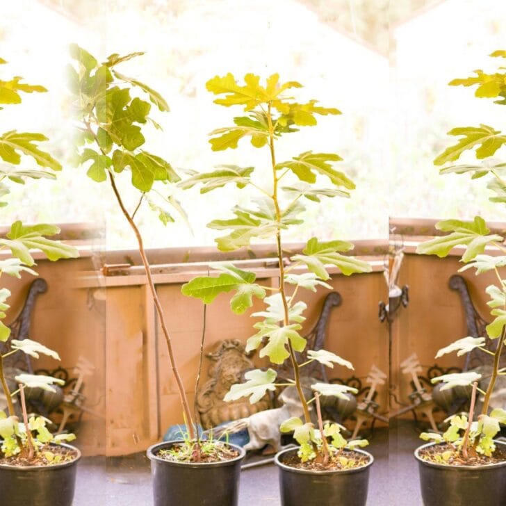 How to Overwinter Potted Fruit Trees