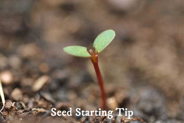 Have a look at these non-food DIY ideas for slow cookers including a smart gardening tip, home improvement ideas, and beauty and craft projects. Have a look at these non-food DIY ideas for slow cookers including a smart gardening tip, home improvement ideas, and beauty and craft projects.