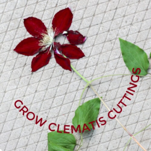 How to Grow Clematis from Cuttings Empress of Dirt