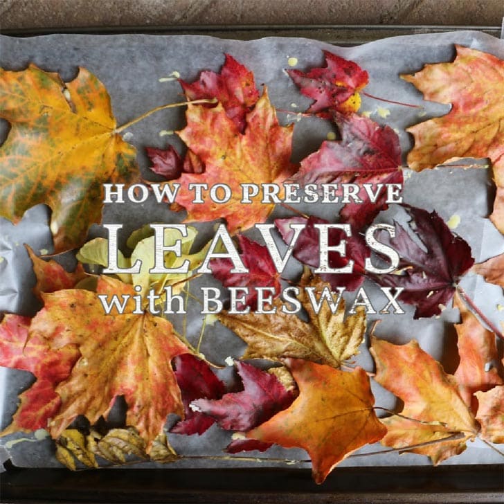 How To Preserve Fall Leaves Wildflowers With Beeswax