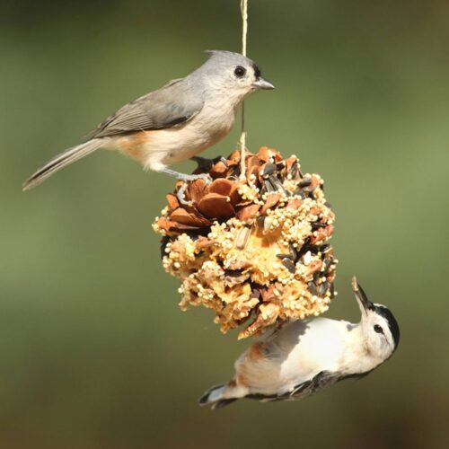 Homemade Peanut Butter Suet for Birds (Easy Recipe)