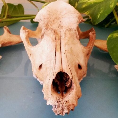 How to Clean Animal Bones for Display Empress of Dirt