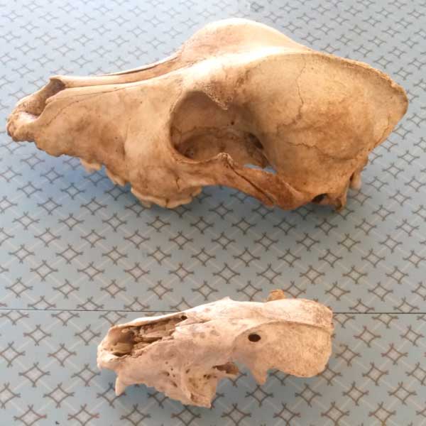 How to Clean Animal Bones for Display Empress of Dirt