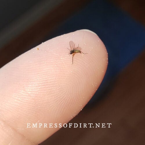 How To Deal With Fungus Gnats On Houseplants (What Works)