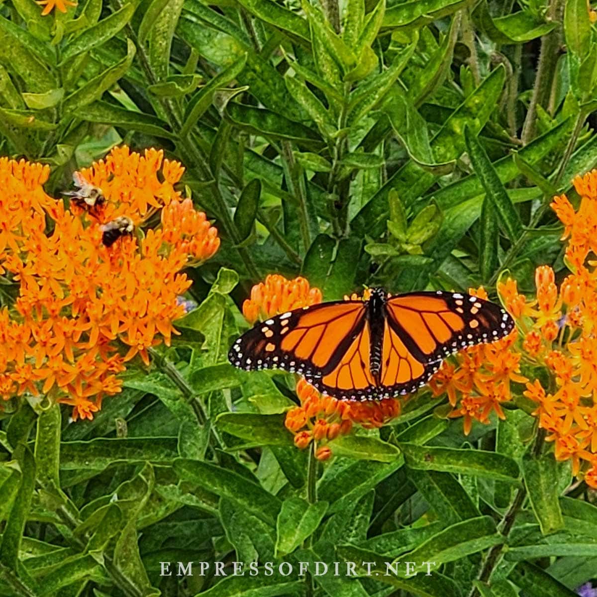 Monarch butterfly and bees and milkweed plant.
