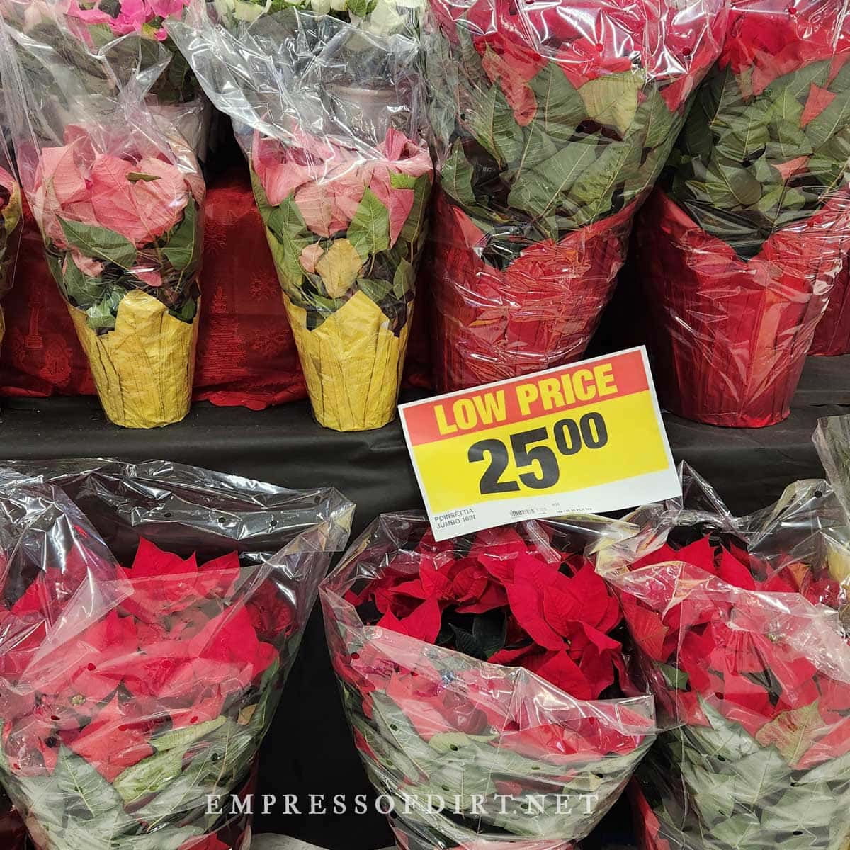 Poinsettias for sale at grocery store