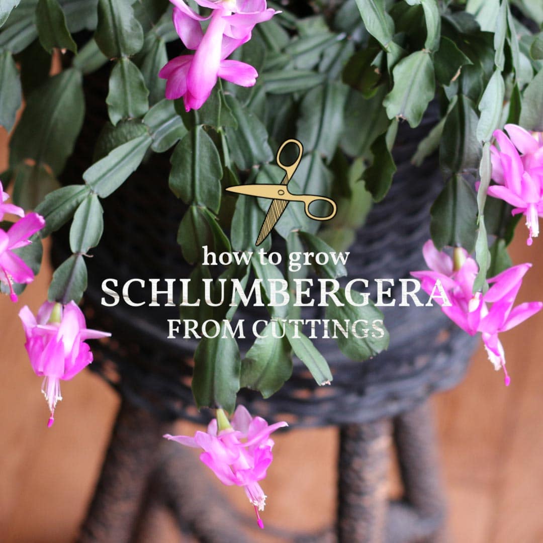 How to Grow Honeysuckle Vine from Cuttings Empress of Dirt