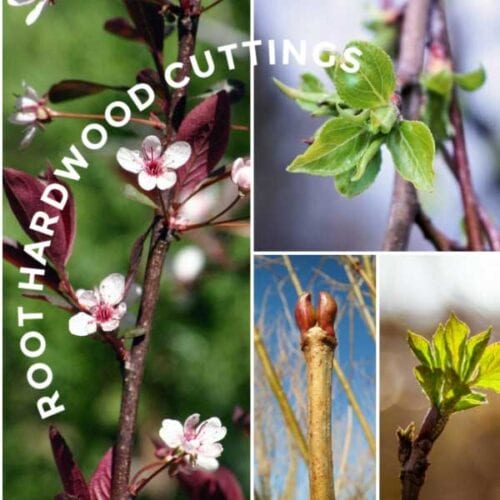 use hardwood cuttings to grow new evergreens