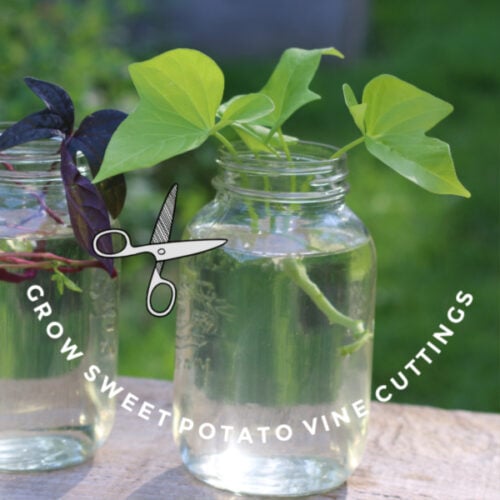 How to Grow Sweet Potato Vine from Cuttings Empress of Dirt