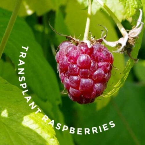 How to Transplant Raspberries and Grow More Fruit | Empress of Dirt