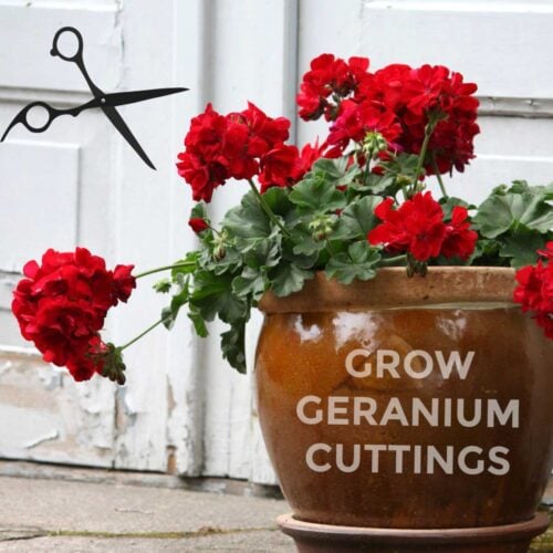 How to Take Cuttings from Geraniums (Pelargoniums) Empress of Dirt