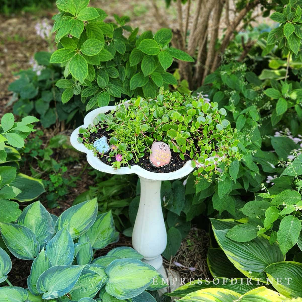 Birdbath planter in a shady hosta garden.