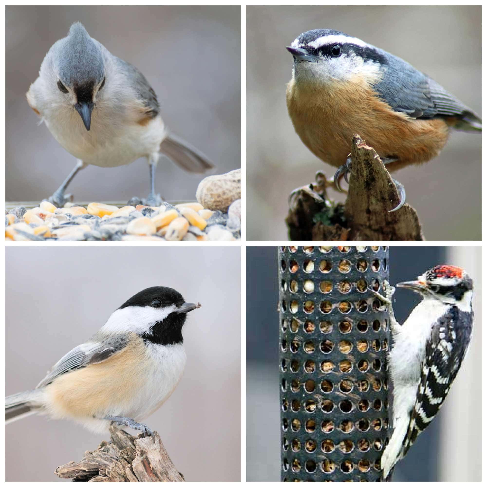 10 Tips for Hand Feeding Wild Birds — Empress of Dirt