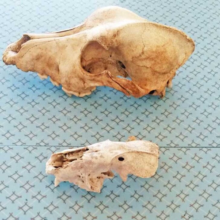 How to Clean Animal Bones for Display — Empress of Dirt