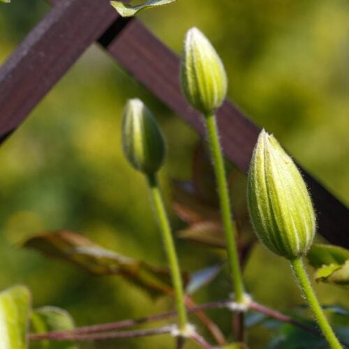 Why Your Clematis is Not Blooming and How to Get Flowers