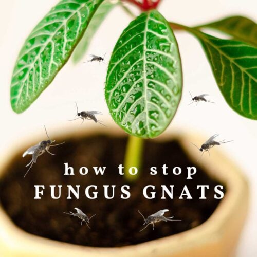 Empress of Dirt Page 2 of 89 Creative and Frugal Home Garden Ideas