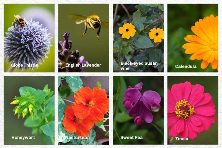 30 Flower Seeds To Start Indoors (Late Winter & Spring)