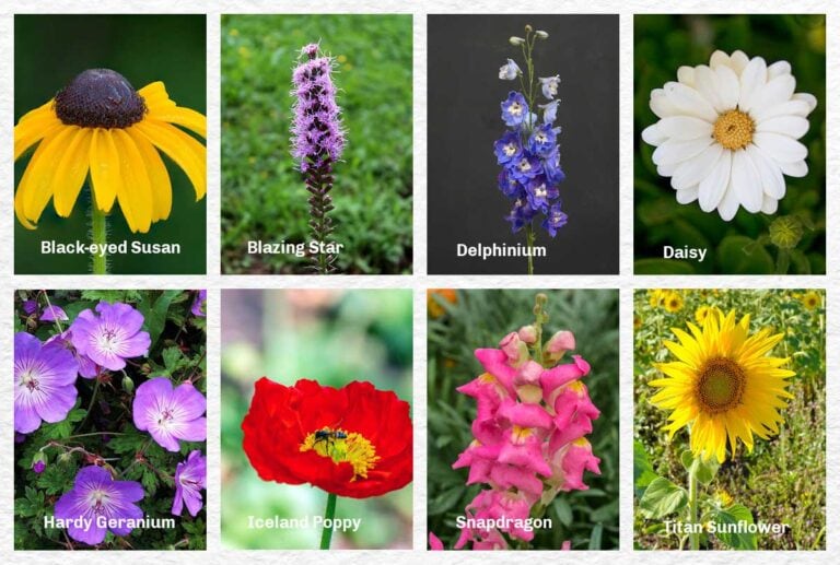 30 Flower Seeds To Start Indoors (Late Winter & Spring)