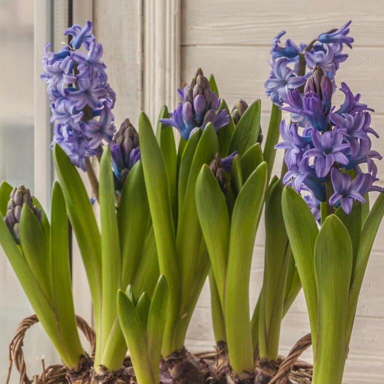 How to Force Flower Bulbs Indoors Any Time of Year