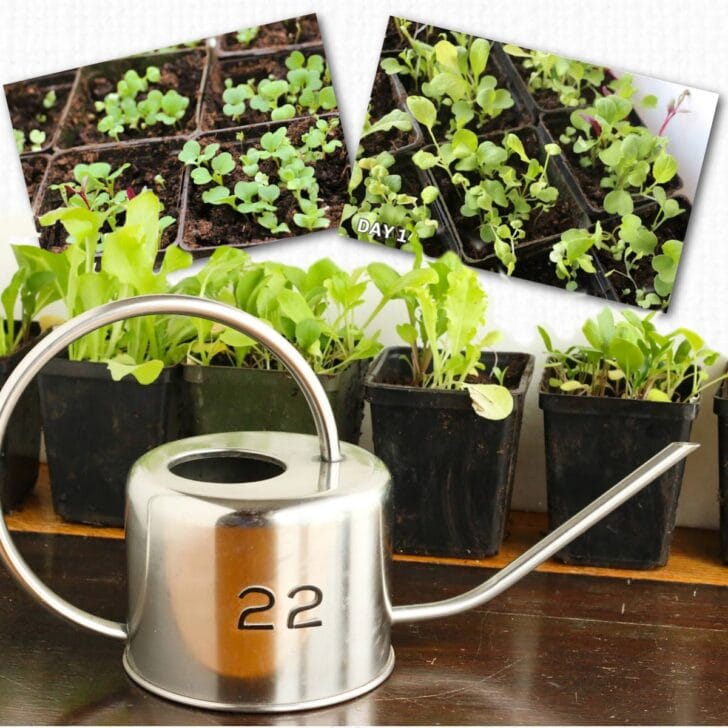 Food Growing Tips Indoors & Outdoors Empress of Dirt