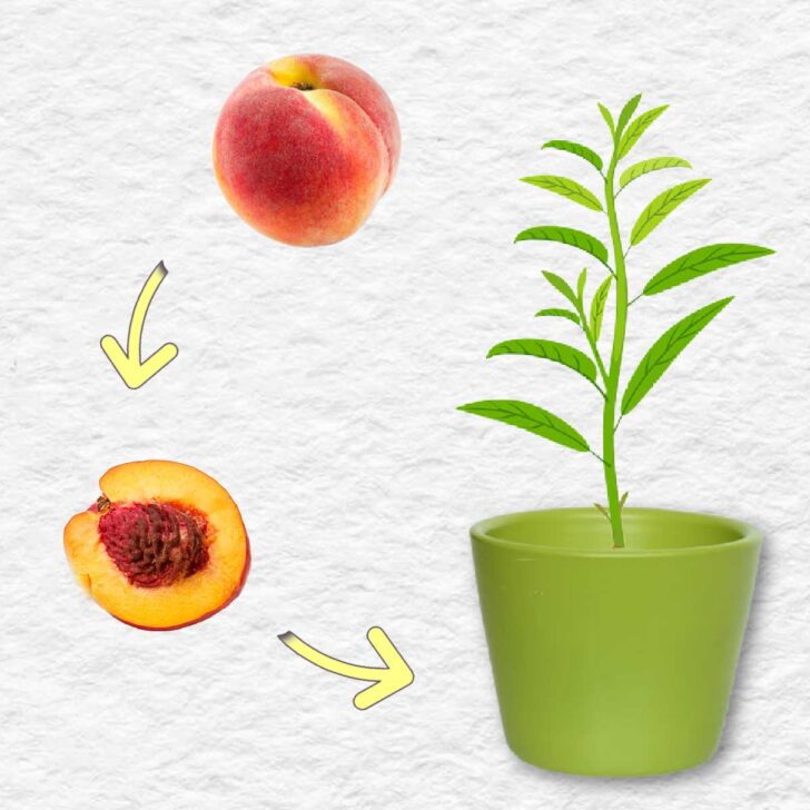 How to Grow a Peach (or Plum) Tree From the Pit