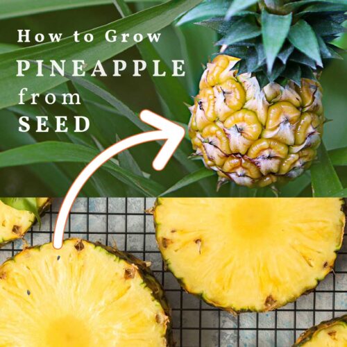 How To Grow Pineapple From Seed (Two Methods)