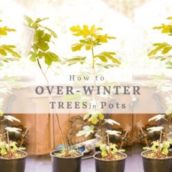 3 fresh cuttings hardy New Jersey fig tree survive winter without protection 3 fresh cuttings hardy New Jersey fig tree survive winter without protection