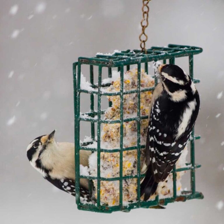 Winter Care for Wild Birds in Your Backyard — Empress of Dirt