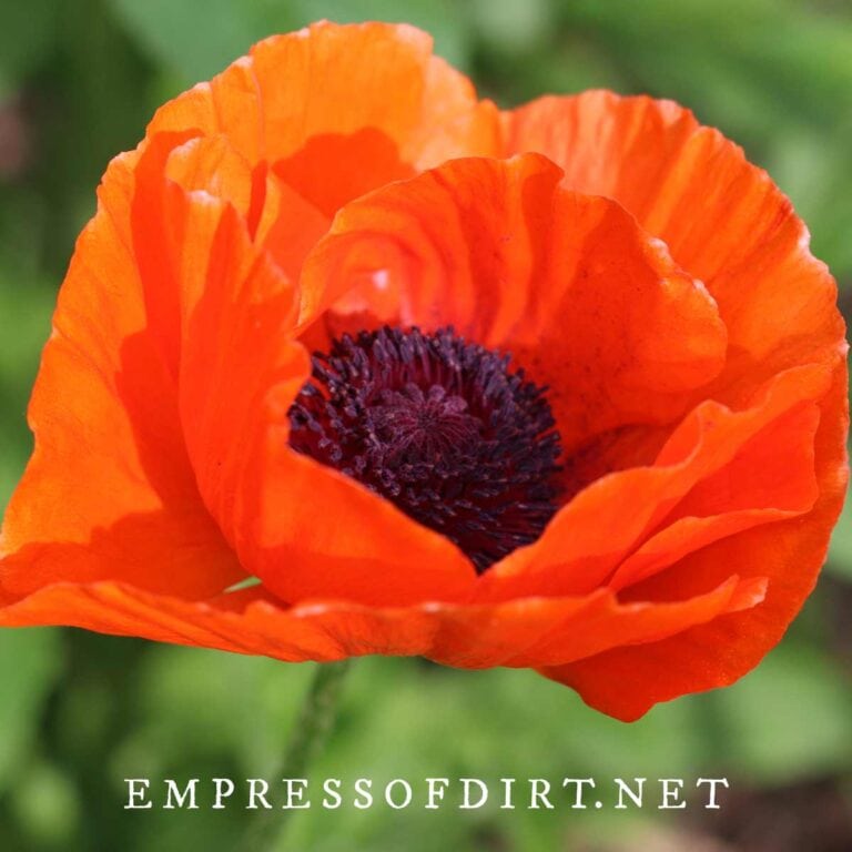 Irresistible Reasons to Grow Poppies (Favorite Flower Pictures)
