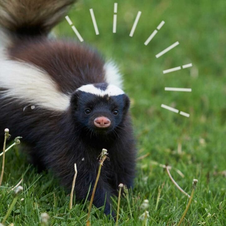 How to Remove Skunk Spray (No, Not With Tomato Juice) — Empress of Dirt