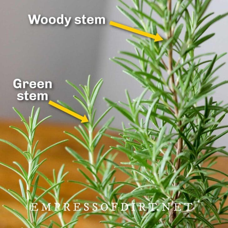How To Grow Rosemary From Cuttings (Indoors or Outdoors)