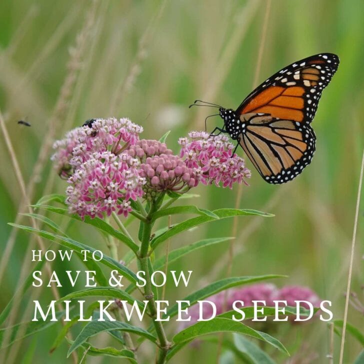 How to Collect & Grow Milkweed Seeds (Asclepias) Empress of Dirt