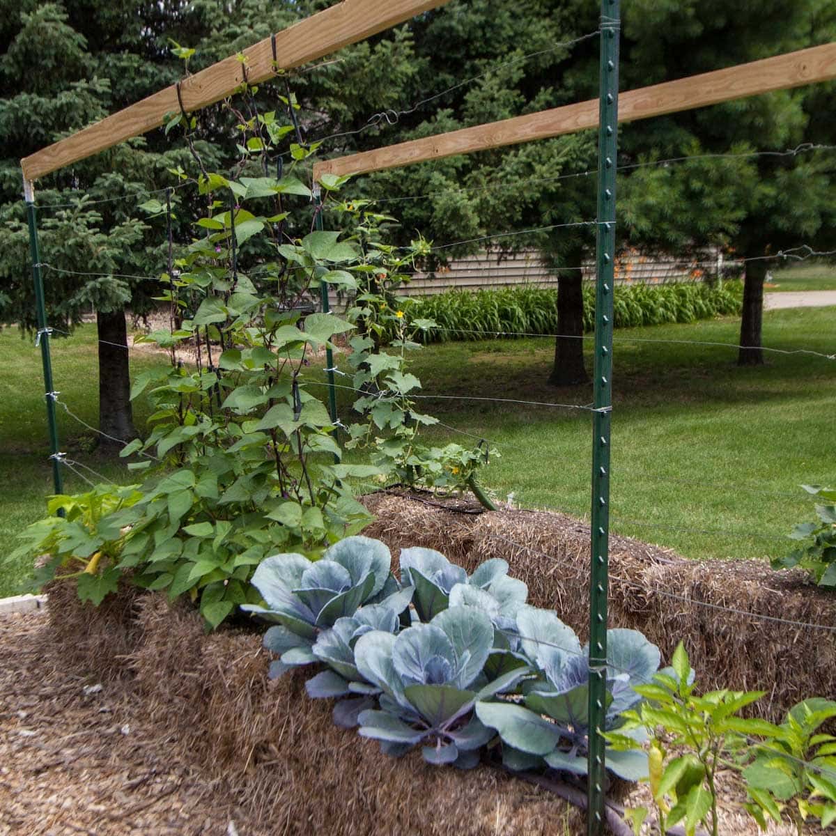 Straw Bale Gardening Sweet Potatoes Fasci Garden