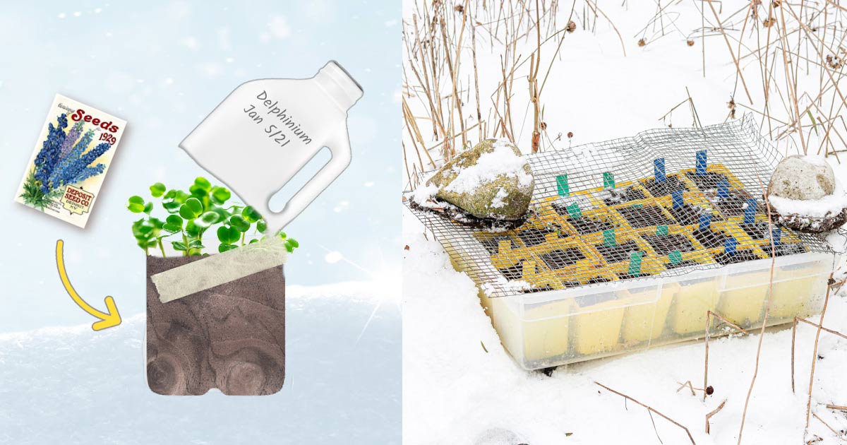Sowing seeds in winter in open and closed containers.
