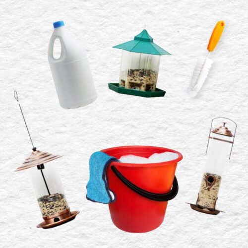 Winter Care for Wild Birds in Your Backyard Empress of Dirt