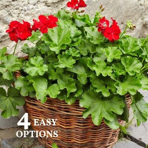 4 Easy Ways To Overwinter Geraniums Empress Of Dirt