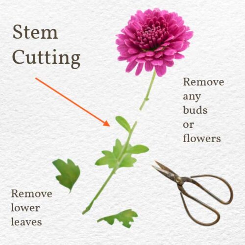 How to Grow Mums From Cuttings — Empress of Dirt