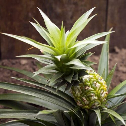 How To Grow Pineapple From Seed (Two Methods)