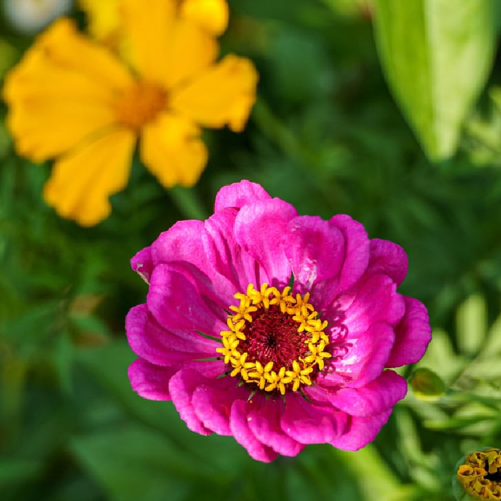 zinnia flowers