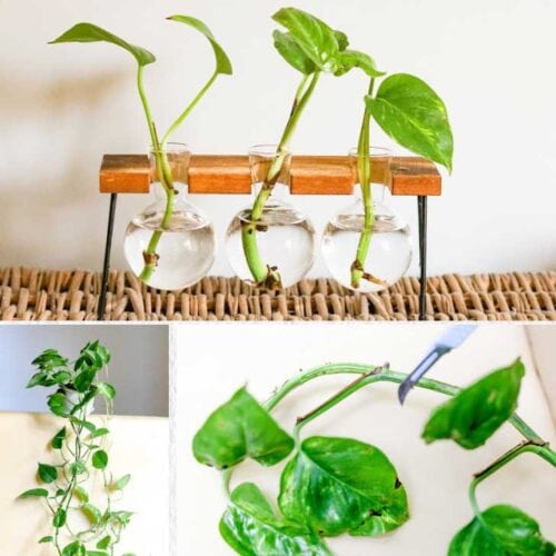 How To Root Pothos Cuttings Empress Of Dirt How To Root Pothos Cuttings Empress Of Dirt