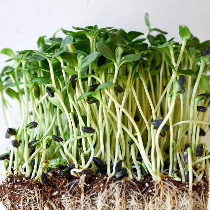 microgreens
