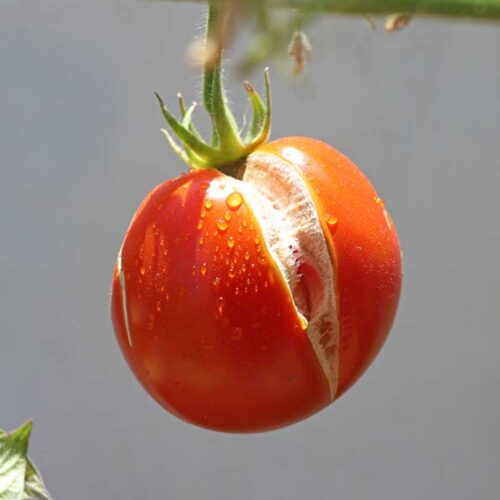 Why Tomatoes Split or Crack—and What to Do