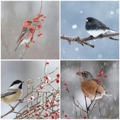 How Wild Birds Survive the Cold — Empress of Dirt