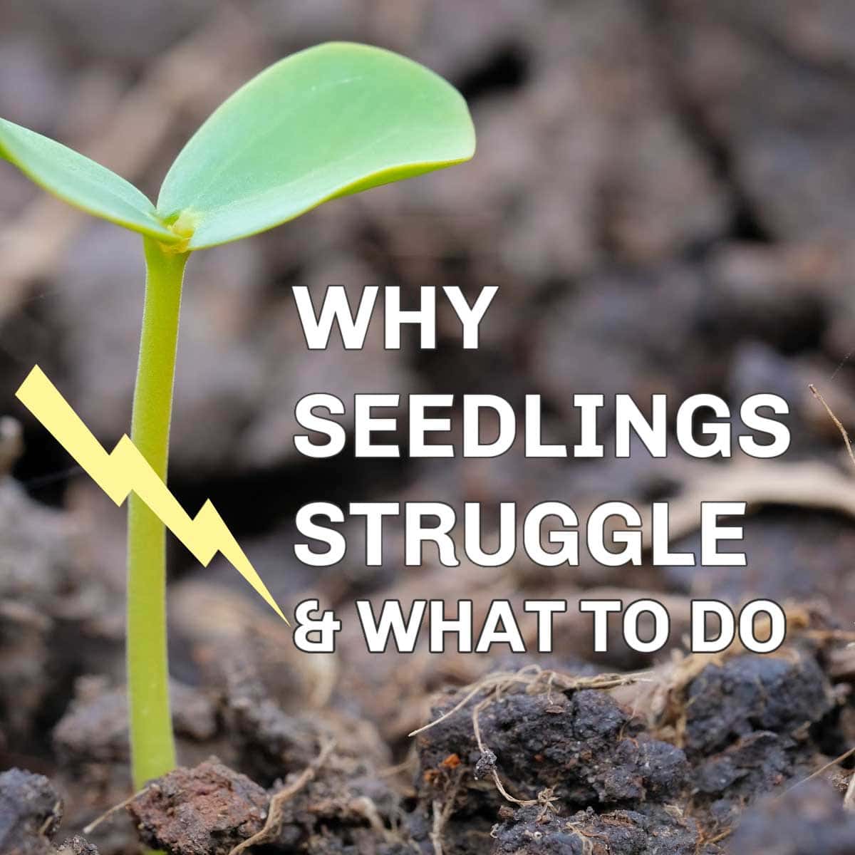 Seeds Not Germinating or Dying Early? Find Out Why