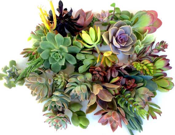 20 Succulent clippings by WesternSucculents Etsy Shop.