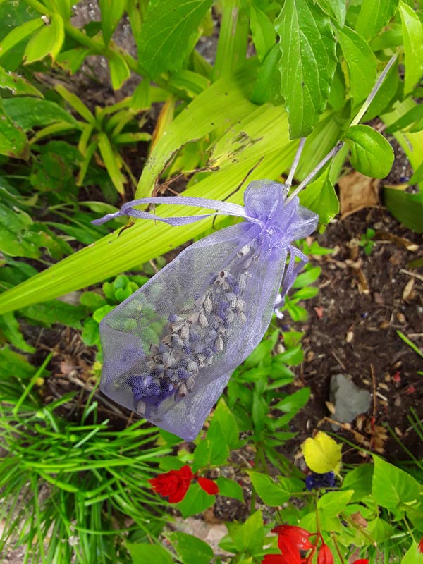 Use a tulle gift bag to catch seeds from a flower seed pod.