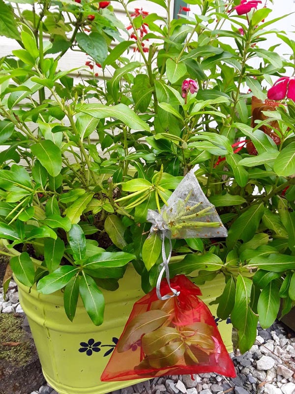 Tulle gift bags used to collect plant seeds in garden.