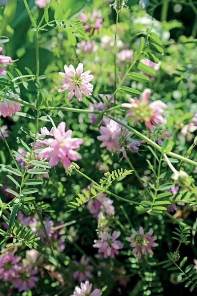 Vetch (Vicia sativa) -Pollinator Friendly Gardening: We know it's important to provide flowers that attract butterflies, but there's another important element that is often overlooked. The baby nursery! Without a place to lay their eggs and nurture their young, we can't have the mature butterflies we love and provide essential pollination for our gardens. Vetch (Vicia sativa) -Pollinator Friendly Gardening: We know it's important to provide flowers that attract butterflies, but there's another important element that is often overlooked. The baby nursery! Without a place to lay their eggs and nurture their young, we can't have the mature butterflies we love and provide essential pollination for our gardens.